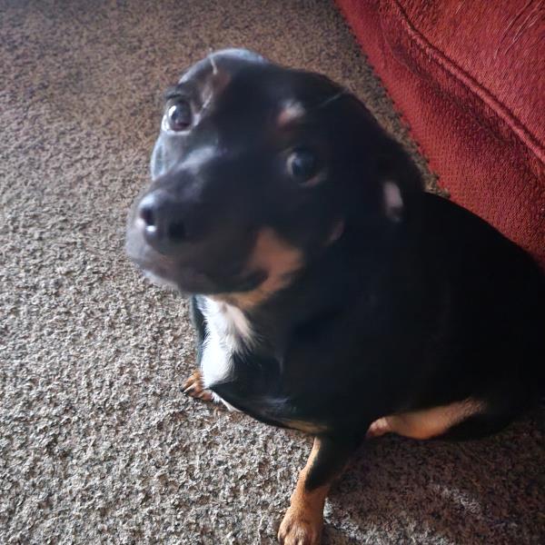 /Images/uploads/Paws 4 A Cause/paws4acause/entries/33817thumb.jpg
